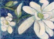 Star Magnolia