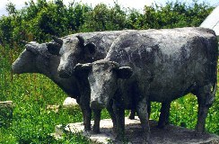 Kvier i naturlig strrelse, Knud Ross Srensen